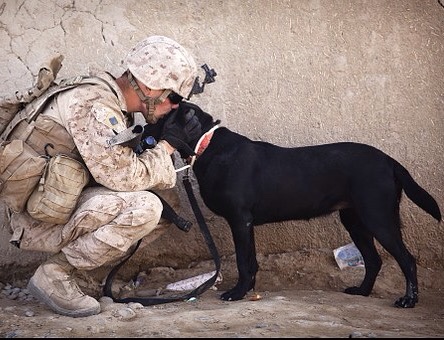 FFfAW #55 - Soldier Dog