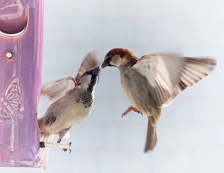 Two house sparrows in an apparent courtship ritual. See how he's passing the seed to her?